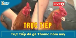 Trực Tiếp Đá Gà Thomo Hôm Nay: Cá Cược Hấp Dẫn Tại Hi88